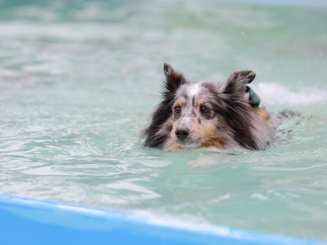 愛犬と自宅でプールを楽しむために気を付けること