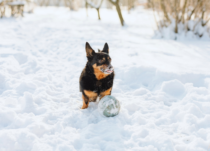 後悔しないペット葬儀の選び方