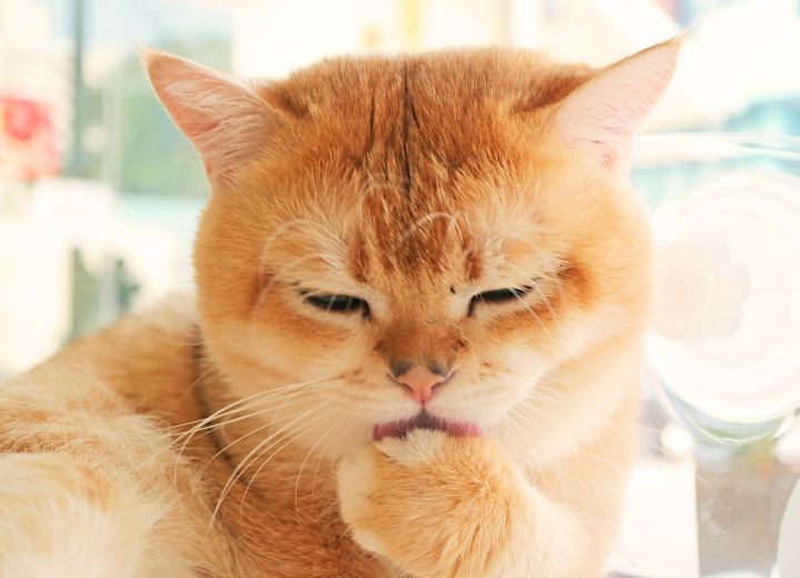 愛猫とのお別れ｜火葬と供養の進め方