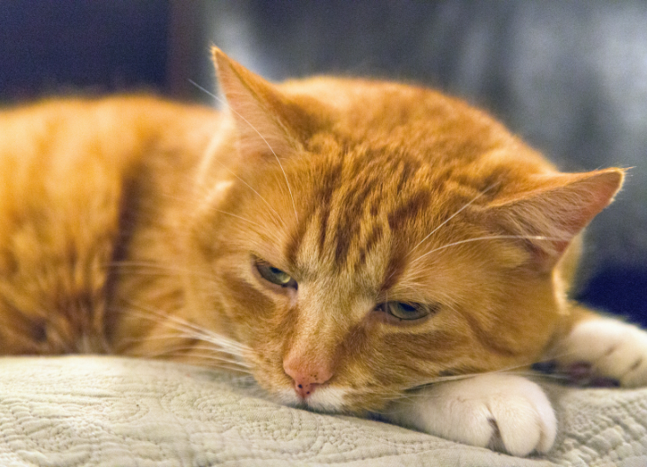 火葬後どうする？ご遺骨の選択肢